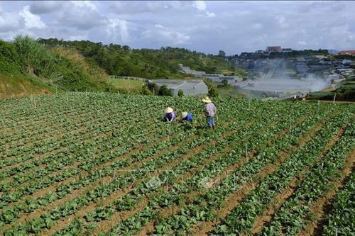 Mưa kéo dài, giá rau và hoa Đà Lạt tăng cao