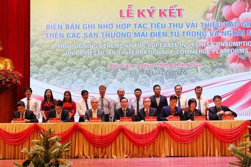 Bắc Giang: 80 điểm cầu trong nước và quốc tế tham gia Hội nghị Xúc tiến thương mại vải thiều năm 2022