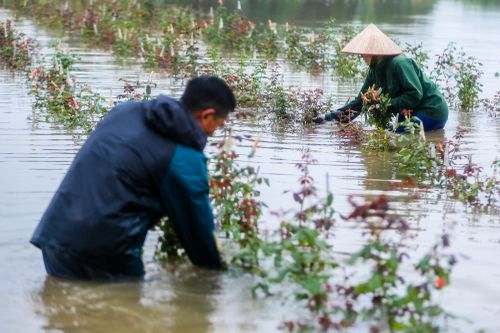 Ruộng đồng ngập nặng sau mưa lớn, nông dân lội nước cắt hoa bán vội