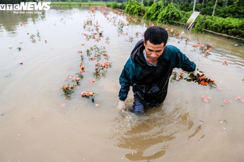 Mưa lớn khiến 8 người thương vong, gần 20.000 ha lúa và hoa màu bị ngập