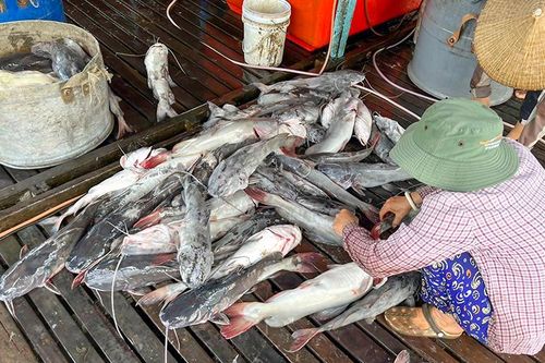 Thiệt hại lớn vì cá nuôi bè chết bất thường