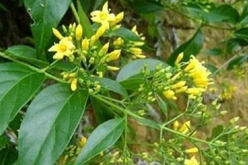 Nam sinh lớp 10 ăn lá ngón tự tử