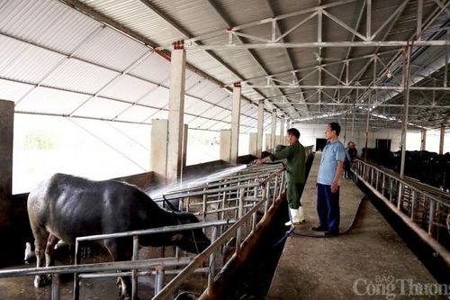 Nghệ An: Giá trâu, bò giảm, người chăn nuôi gặp khó