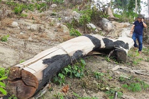 Chuyển cơ quan điều tra đối với công ty Lâm nghiệp Ia H'Drai để đất rừng bị xâm chiếm