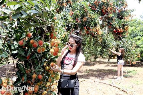 Chuẩn bị cho mùa du lịch vườn