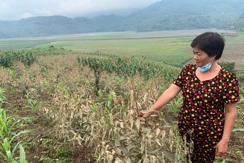 Lào Cai: Làm rõ nguyên nhân cháy lá cây ngoài KCN Tằng Loỏng
