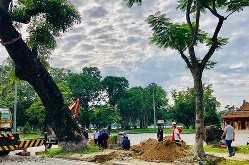Vì sao Thừa Thiên-Huế di dời cây xà cừ cổ thụ 150 tuổi giữa… mùa hè?