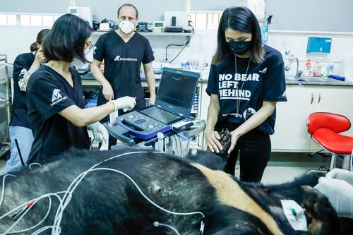 Tăng Thanh Hà và dàn sao quốc tế cùng trải nghiệm chăm sóc gấu