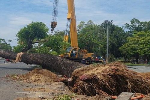 Nguyên nhân khiến 'cụ' xà cừ hơn 100 tuổi ở Huế được di dời ngay giữa mùa hè