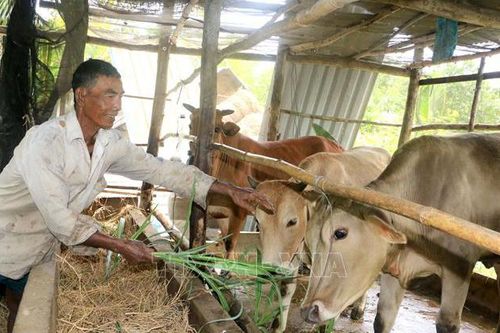Nông dân Khmer sản xuất giỏi