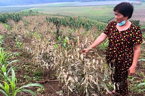 Xác minh nguyên nhân gây chết, héo hoa màu ở Lào Cai
