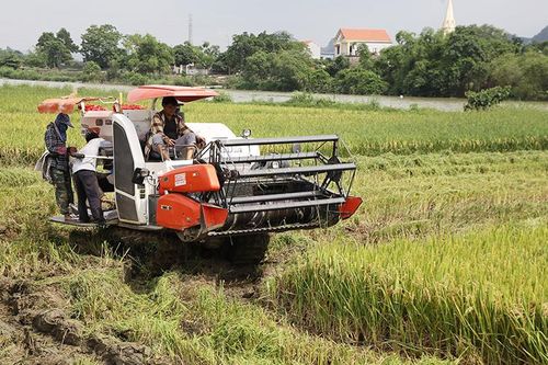 Lợi nhuận trồng lúa vụ đông xuân giảm do chi phí sản xuất tăng
