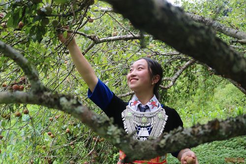 Ngày hội hái mận ở vùng cao Nghệ An