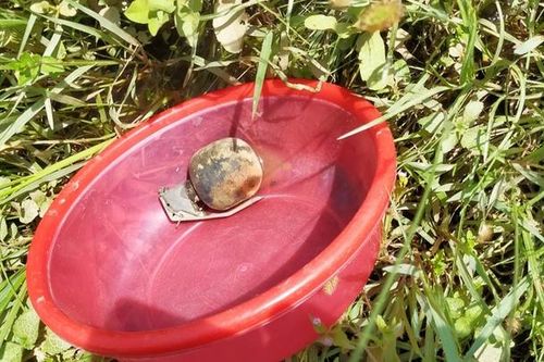 Quảng Bình: Nam sinh tá hỏa phát hiện quả lựu đạn khi đi mò hến