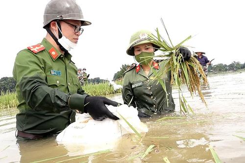 Công an Hà Nội lội ruộng gặt lúa giúp nông dân Thạch Thất chạy ngập