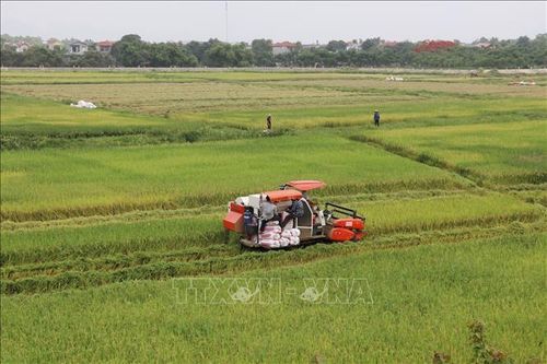 Ninh Bình: Khẩn trương thu hoạch lúa ngoài đê tránh lũ tiểu mãn