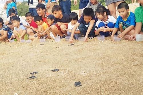 Phục hồi quần thể các loài rùa nguy cấp ở Việt Nam