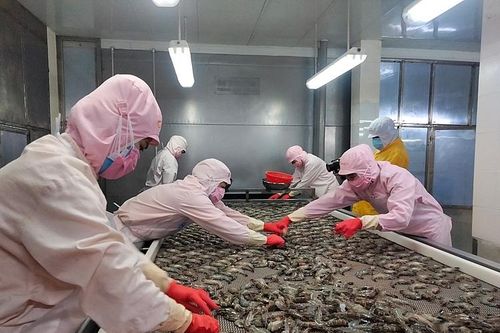 Tiêu thụ thủy sản toàn cầu đạt 164 tỷ USD