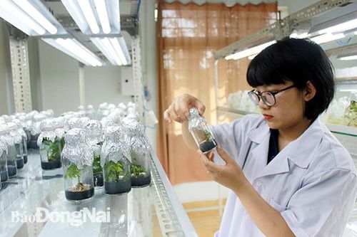 Nông nghiệp 4.0 hay nông nghiệp '4 không'?