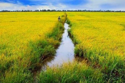Thái Bình được chuyển hơn 33 ha đất lúa làm dự án đường
