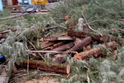 Công ty du lịch Cam Bình tự ý cưa hạ rừng dương phòng hộ