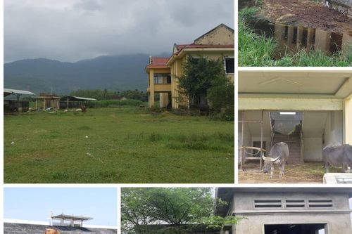 Những dự án cả thập kỷ bỏ hoang thành nơi chăn trâu, bò ở Huế và Quảng Trị