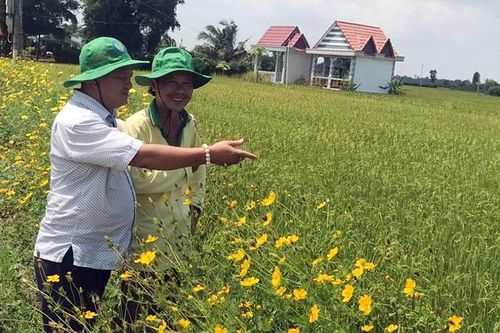 Mở rộng sản xuất lúa theo hướng tiên tiến