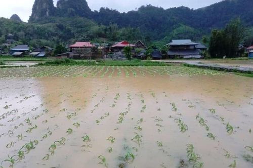 Mưa lũ gây thiệt hại 26.767ha lúa, hoa màu