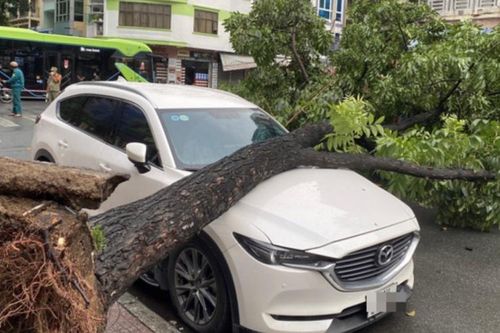 Mưa dông làm cây xanh ngã đổ ở Thành phố Hồ Chí Minh
