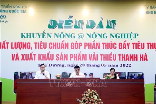 Thúc đẩy tiêu thụ, xuất khẩu vải thiều Thanh Hà