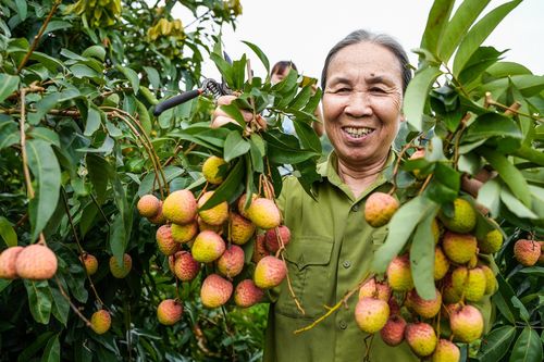 Niềm vui được mùa tại thủ phủ vải sớm Tân Yên, Bắc Giang
