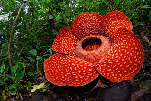 Loài hoa lớn nhất thế giới