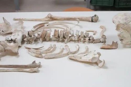 Giải mã bộ gen của nạn nhân thảm họa Pompeii