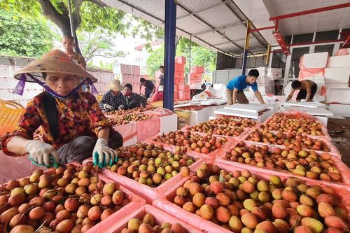326 thương nhân Trung Quốc đến Bắc Giang thu mua vải thiều năm 2022