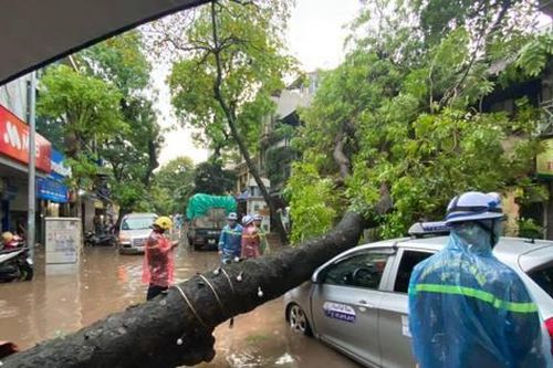 Xà cừ bật gốc đè đầu ô tô; dân Hà Nội xắn quần bì bõm lội nước
