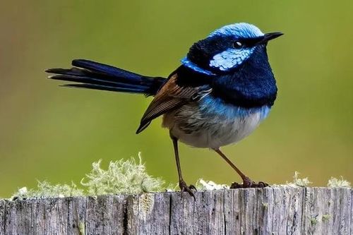 Quá trình tiến hóa có thể nhanh hơn gấp 4 lần dự đoán trước đây