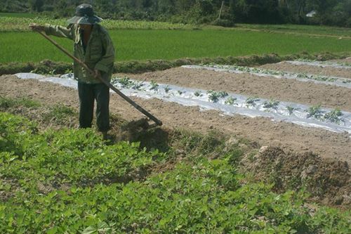 Quảng Nam chuyển 1.318ha đất lúa sang trồng cây trồng khác