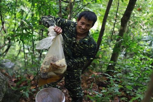 Theo chân thợ rừng thu hoạch tổ ong mật khổng lồ trên vách đá, giá bán cả triệu