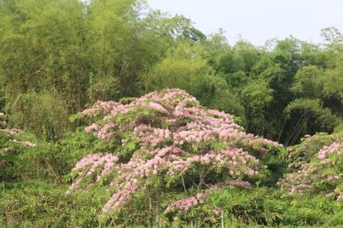 Rực rỡ sắc hoa đào Cát Tiên
