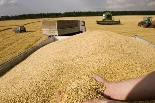 TASS: Khu vực Kherson, Ukraine bắt đầu xuất khẩu ngũ cốc sang Nga