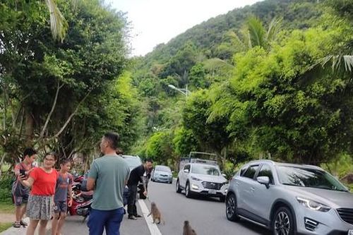 Nhiều du khách vẫn cho khỉ ăn ở bán đảo Sơn Trà dù đã bị cấm