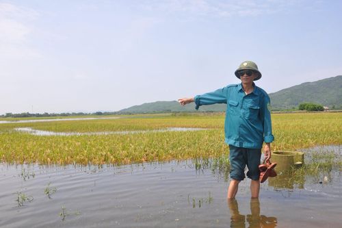 Nước mắt người nông dân nhìn cánh đồng lúa chín ngập trắng băng