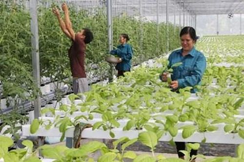 Lợi dụng khó khăn tiếp cận vốn của nông dân hình thành các đường dây cho vay lãi nặng