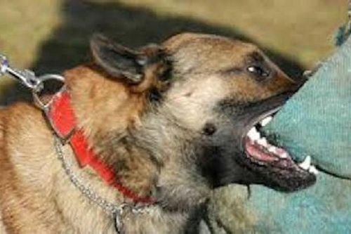 Lao vào bảo vệ chó cưng, người đàn ông bị chó đối thủ cắn 'nát' vùng kín