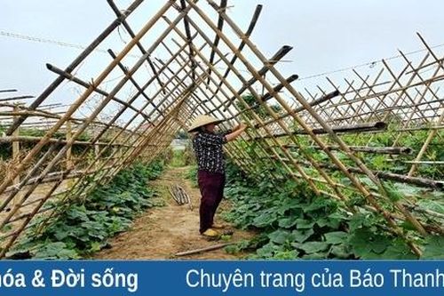Huyện Quảng Xương chú trọng phát triển vùng sản xuất rau an toàn
