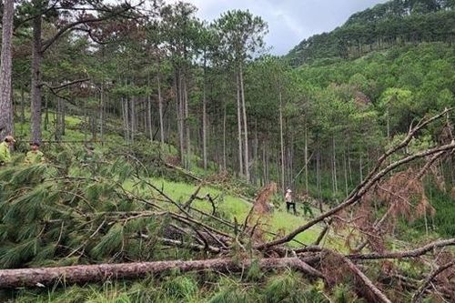 Xác minh những cán bộ, công chức tiếp tay phá rừng ở Lâm Đồng
