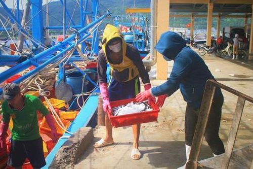 Ngư dân nỗ lực bám biển vụ cá Nam