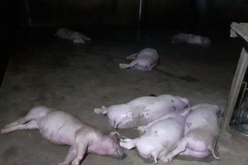 Đàn lợn của người dân bị sét đánh chết hàng loạt