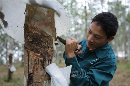 Lai Châu phát triển cây cao su bền vững