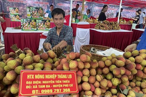Mùa quả ngọt trên đất Phù Cừ